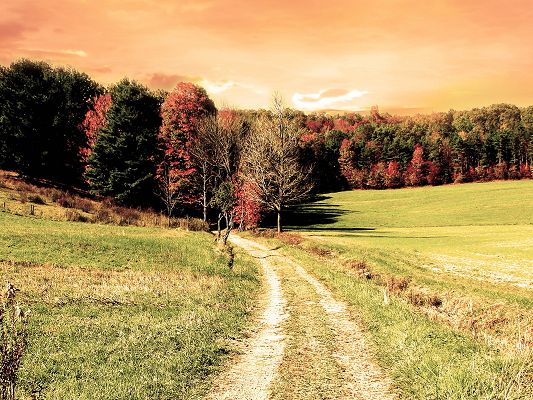 click to free download the wallpaper--Natural Scenes Image, Green Trees and Grass, Earthy Road, the Pink Sky, Reminding of Romance