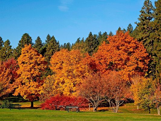 click to free download the wallpaper--Nature Autumn Landscape, Red to Brown Trees, the Blue Sky, a Good Day