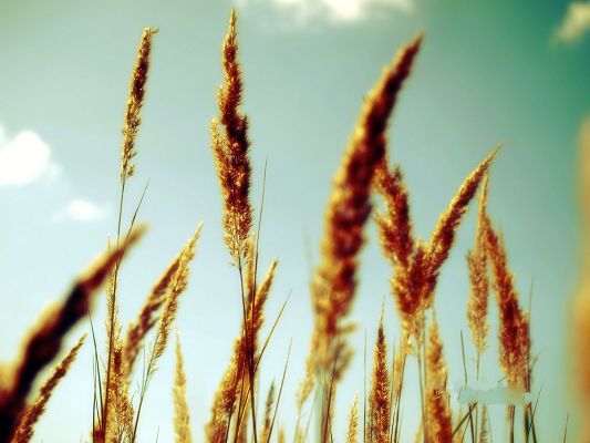 click to free download the wallpaper--Nature Digital Photography, Brown Wheats in Lomo Style