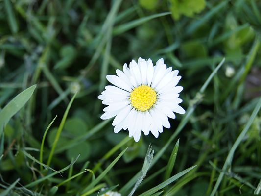 click to free download the wallpaper--Nature Flower Picture, White Blooming Flowers Among Green Grass, Amazing Scenery