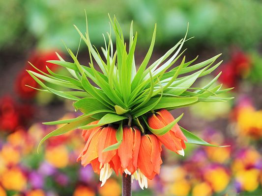 click to free download the wallpaper--Nature Flowers Image, Amazing Flower Bokeh, Red Flowers and Green Leaves