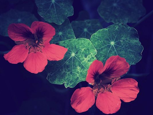 click to free download the wallpaper--Nature Flowery Landscape, Red Flowers and Green Lotus, Shinning Leaves
