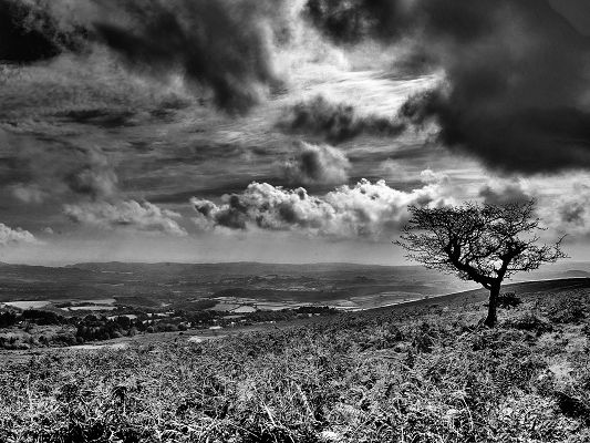 Nature Landscape Before Hurricane, Tall Tree and Hill Under the Dark Sky