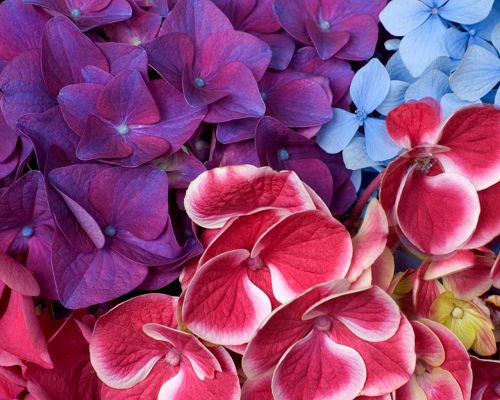 click to free download the wallpaper--Nature Landscape Image, Colorful Hydrangeas, Crossed in Each Other