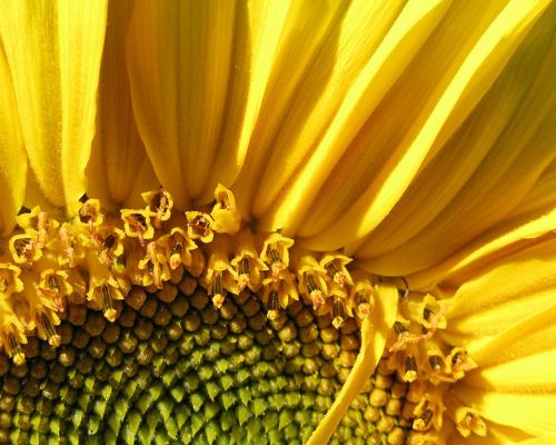 click to free download the wallpaper--Nature Landscape Image, Huge Sunflower, Clear Details, is Nice-Looking and Impressive