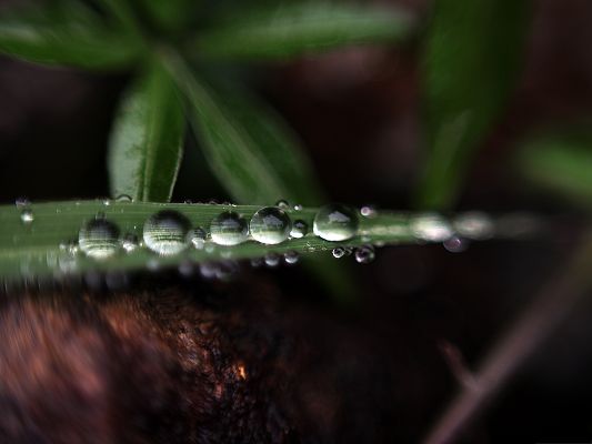 click to free download the wallpaper--Nature Landscape Image, Rain Drops on the Green Plant, Fresh and New Scene