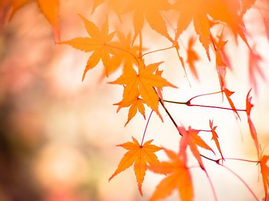 click to free download the wallpaper--Nature Landscape Image, Red Autumn Leaves, White and Mere Background