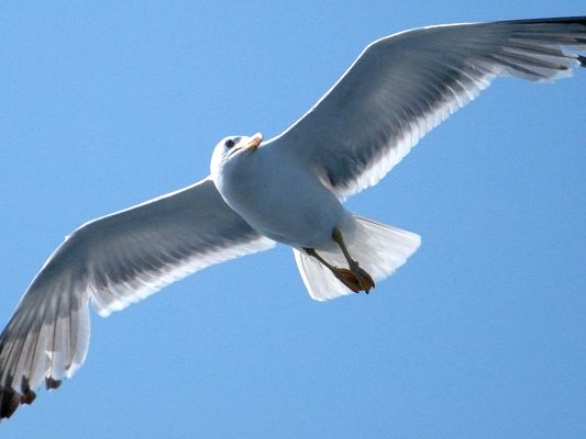 click to free download the wallpaper--Nature Landscape Image, Seagull Flying, a Cool Guy in Fast Speed, Fishes, Take Care!