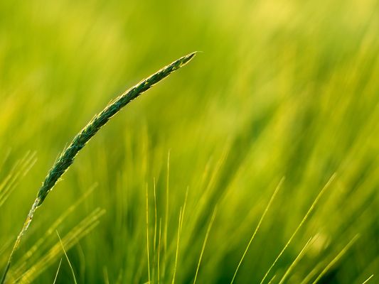 Nature Landscape Image, Simple Green Background, Long Wheats, Incredible Scene