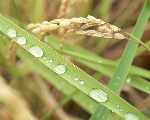 click to free download the wallpaper--Nature Landscape Image, Wheats and Green Plants, Waterdrops All Over, Morning Scene