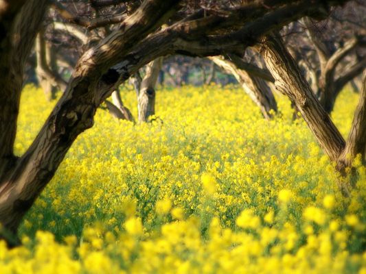 click to free download the wallpaper--Nature Landscape Image, Yellow Little Flowers, the Brown Tree
