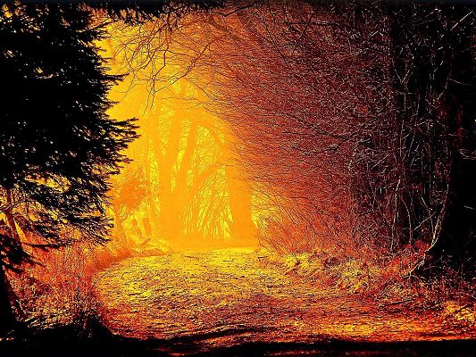 click to free download the wallpaper--Nature Landscape Image, a Golden Road, Red Leaves Alongside, Impressive Look