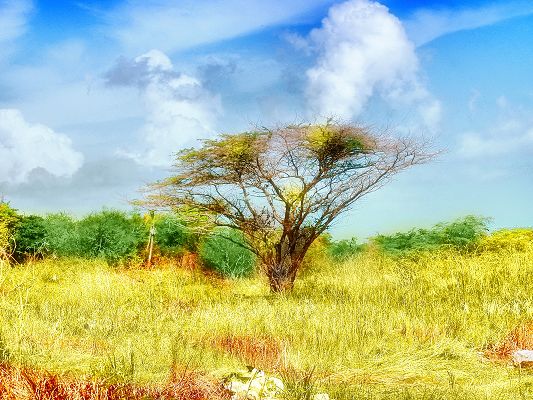 Nature Landscape Image, a Solitary Tree Under the Incredibly Blue Sky, Yellow Grass