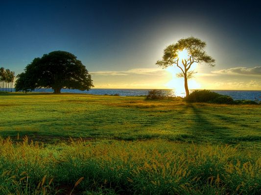 click to free download the wallpaper--Nature Landscape Image, the Sun Behind a Tree, the Peaceful Sea, Green Grass