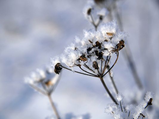 click to free download the wallpaper--Nature Landscape Photography, Plants Covered In Snow, Tough Living Condition 