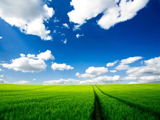 click to free download the wallpaper--Nature Landscape Photos, Green Plants Under the Blue and Cloudless Sky, Incredible Scene