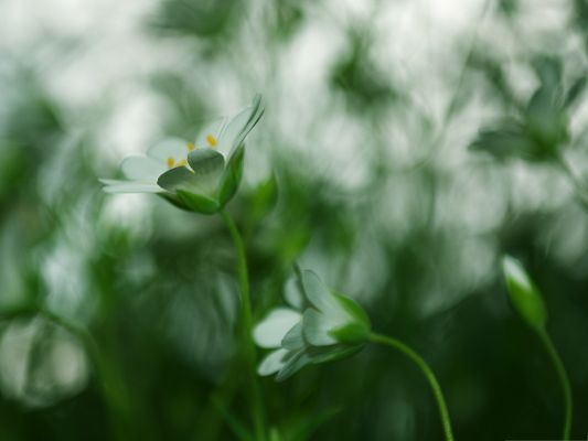 click to free download the wallpaper--Nature Landscape Photos, White Small Flower Bending Down, Big Smile