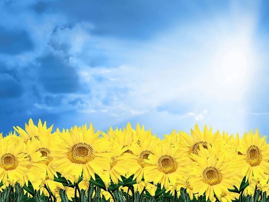click to free download the wallpaper--Nature Landscape Pic, Sunflowers Smiling Toward the Blue Sky, Combines an Amazing Scene