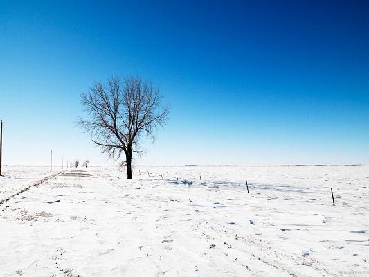 click to free download the wallpaper--Nature Landscape Pic, a Tree on Snow Road, the Blue Sky, Incredible Look