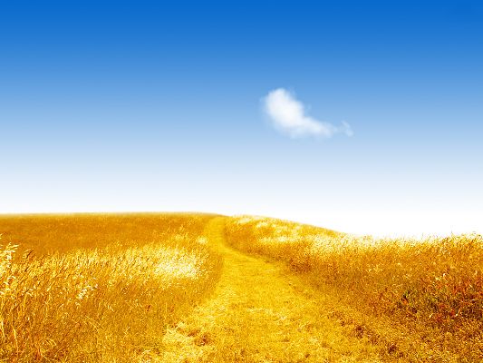 click to free download the wallpaper--Nature Landscape Pics, Golden Field in Summer, the Blue and Cloudless Sky, Amazing Scene