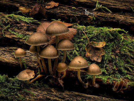 click to free download the wallpaper--Nature Landscape Pics, Jubilee Mushrooms in Prosperous Growth, They Are Hard to Believe