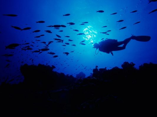 click to free download the wallpaper--Nature Landscape Pics, San Salvador, a Diving Man Underworld, Fishes in Swim