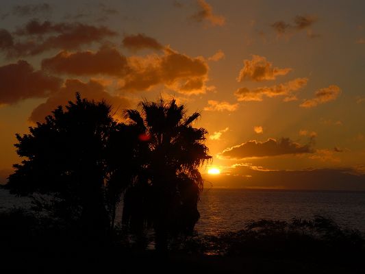 click to free download the wallpaper--Nature Landscape Pics, the Setting Sun, Palm Trees Along the Beach, the Golden Sky