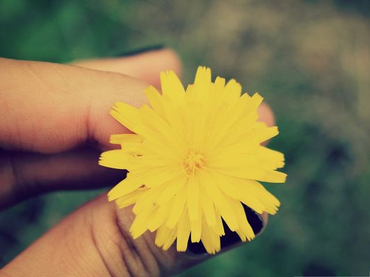 click to free download the wallpaper--Nature Landscape Picture, Dandelion Yellow Flower Held in Hand, Fresh Scenery