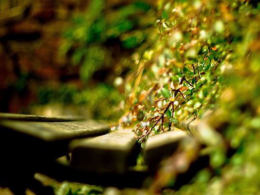 click to free download the wallpaper--Nature Landscape Picture, Green Plants Reaching Pretty the Bench, Sunshine Pouring on