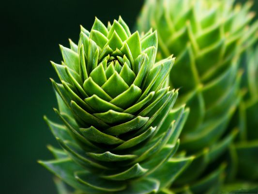 click to free download the wallpaper--Nature Landscape Picture, Green Spiral Plant, Black Background