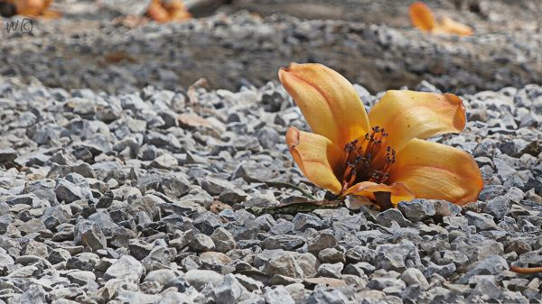 click to free download the wallpaper--Nature Landscape Picture, Orange Flower on Beach Stones, Incredible Scene