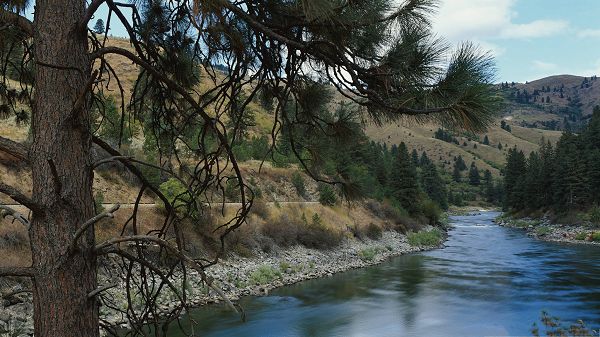 click to free download the wallpaper--Nature Landscape Picture, Tall Trees Along the Flowing River
