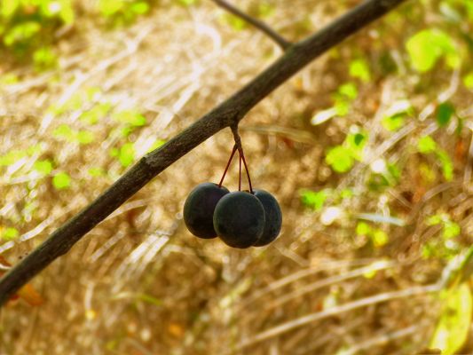 click to free download the wallpaper--Nature Landscape Wallpaper, Black Fruits on Thin Branch, Great Scene