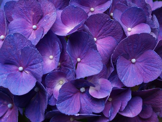 click to free download the wallpaper--Nature Landscape of Flowers, a Pile of Purple Hydrangea in Bloom, Great and Impressive Scene