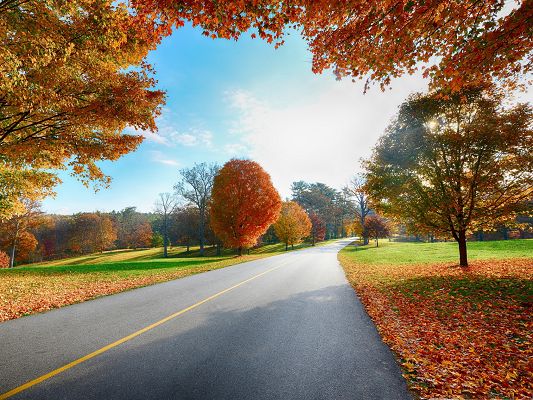 click to free download the wallpaper--Nature Landscape of the Road, Tall Trees Alongside, Brown Fallen Leaves