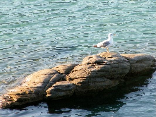 click to free download the wallpaper--Nature Landscape with Animals, Seagull on Rock, the Unpeaceful Sea, Where Are the Fishes?
