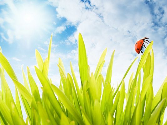 click to free download the wallpaper--Nature Landscape with Animals, a Ladybug on Grass, the Blue Sky, Combine an Incredible Scene