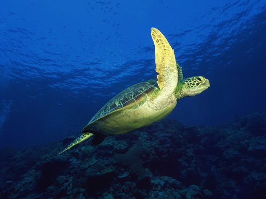 click to free download the wallpaper--Nature Landscape with Animals, a Sea Turtle in Free Swim, the Blue Sea