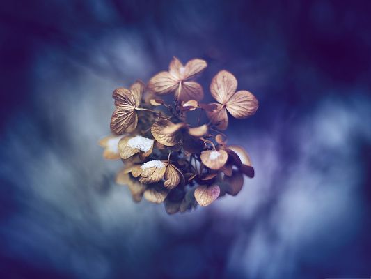 click to free download the wallpaper--Nature Landscape with Flowers, Brown Flowers Covered with Thin Snow, Blue Background