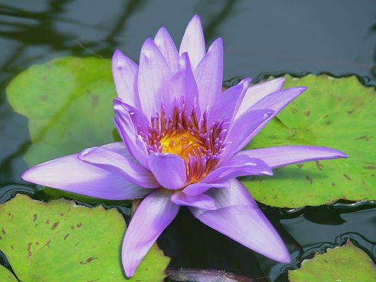 click to free download the wallpaper--Nature Landscape with Flowers, Lilac Lilly and Green Lotus, Combine an Incredible Scene