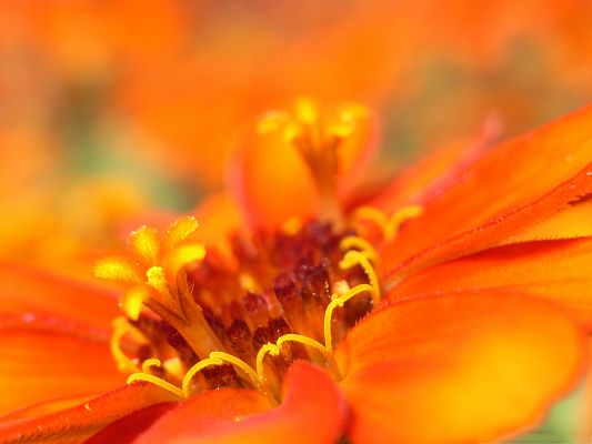 click to free download the wallpaper--Nature Landscape with Flowers, Orange Flower in Piles, Flower in Flower Scene