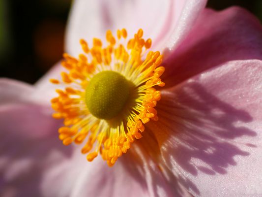 click to free download the wallpaper--Nature Landscape with Flowers, Pink Flower Under Micro Focus, Yellow Stamen