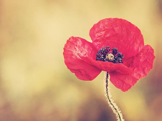 click to free download the wallpaper--Nature Landscape with Flowers, Red Poppy Flower on Simple Light Yellow Background