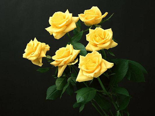 click to free download the wallpaper--Nature Landscape with Flowers, Six Yellow Roses, Dark Background, Attractive Scene