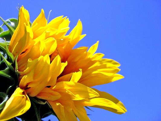 click to free download the wallpaper--Nature Landscape with Flowers, Smiling Sunflowers, the Blue Sky, Incredible Look 
