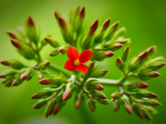 click to free download the wallpaper--Nature Landscape with Flowers, a Red Blooming Flower Among Bud 