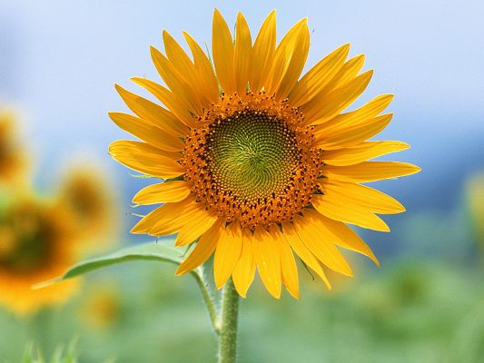click to free download the wallpaper--Nature Landscape with Flowers, a Single Sunflower in the Blue Sky, Smile and Feel Good