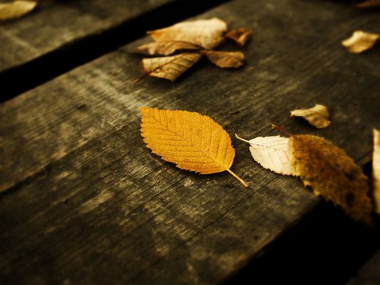 click to free download the wallpaper--Nature Landscape with Leaves, Yellow Fallen Leaves on Wood Panel, Autumn Scene