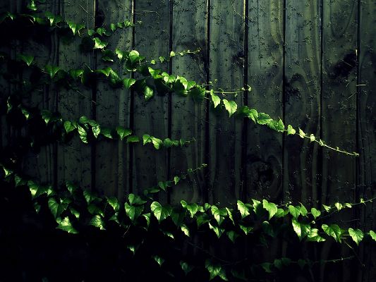click to free download the wallpaper--Nature Landscape with Plants, Green Leaves on Wood Panels, Old Style