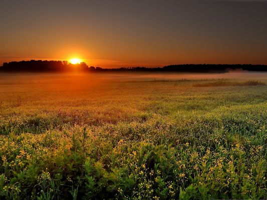 click to free download the wallpaper--Nature Plants Landscape, Green Plants Under the Touch of the Rising Sun